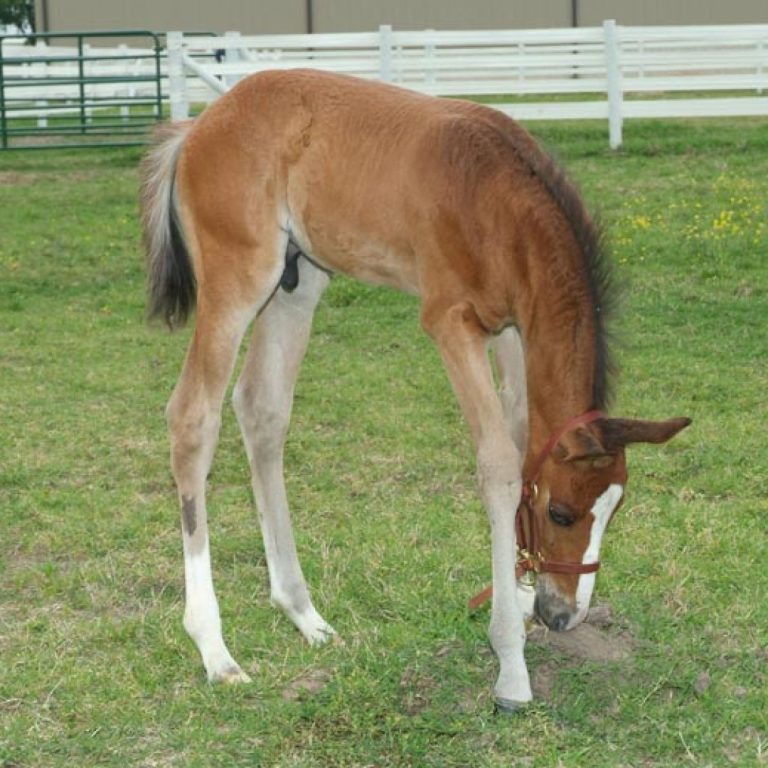 First cloned horse was born in North America