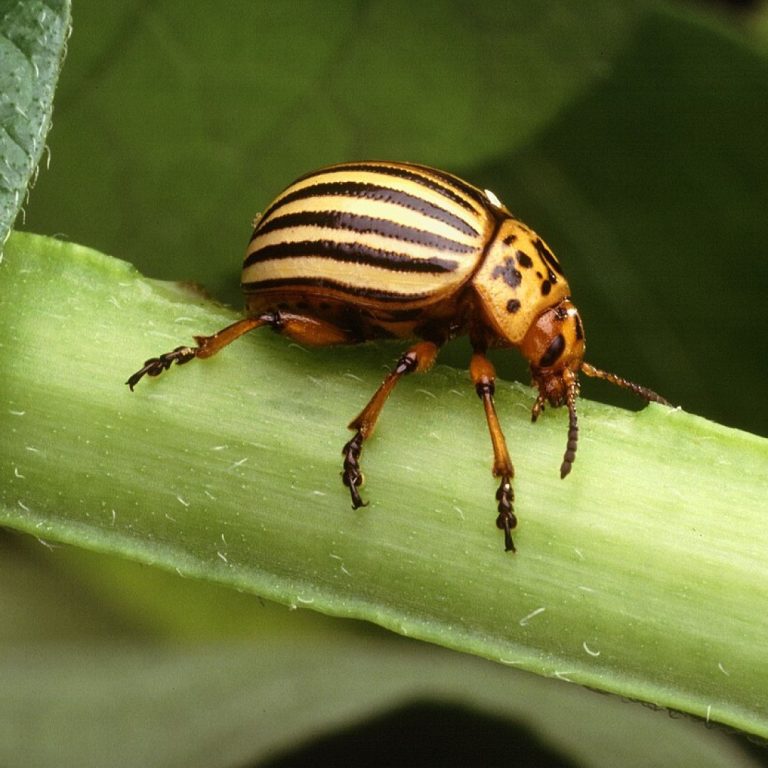 Paris or Emerald Green (copper(II) acetoarsenite), first chemical insecticide, used against the Colorado potato beetle