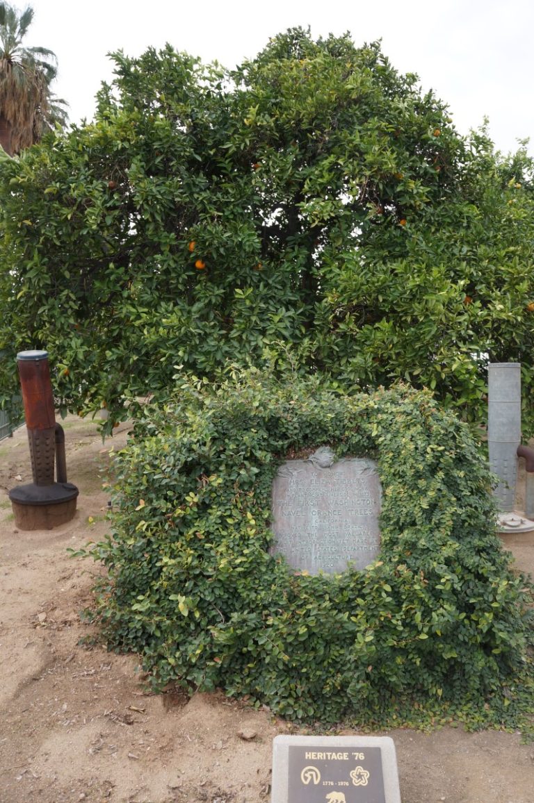 Introduction of budwood of the navel orange from Bahia, Brazil to the U.S.