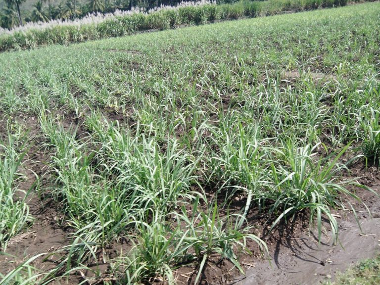 Hawaiian Sugar Planters’ Association was founded