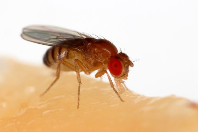 Drosophila (fruit flies) used in early studies of genes