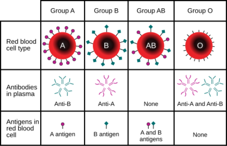 Karl Landsteiner’s discovered the four blood groups