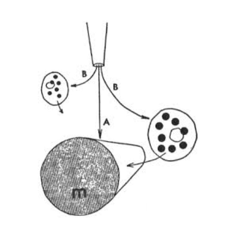 William H Schultz described reaction known as the Schultz-Dale phenomenon