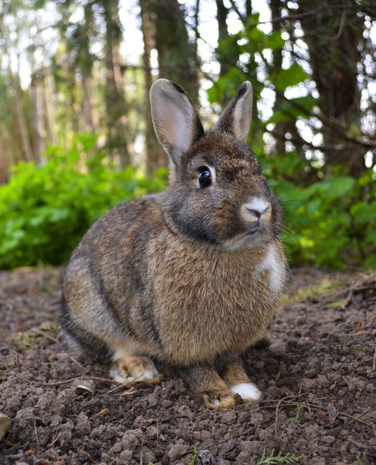 Drs, McCoy, Chapin, Wherry, and Lamb elucidated a new disease, tularemia