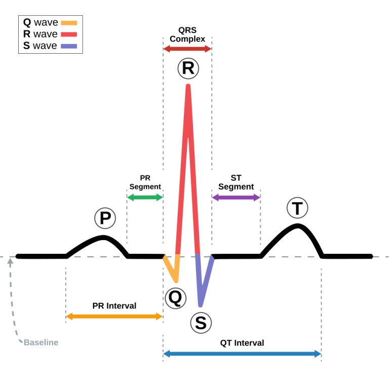 Paul Dudley White introduced the electrocardiograph to the U.S.