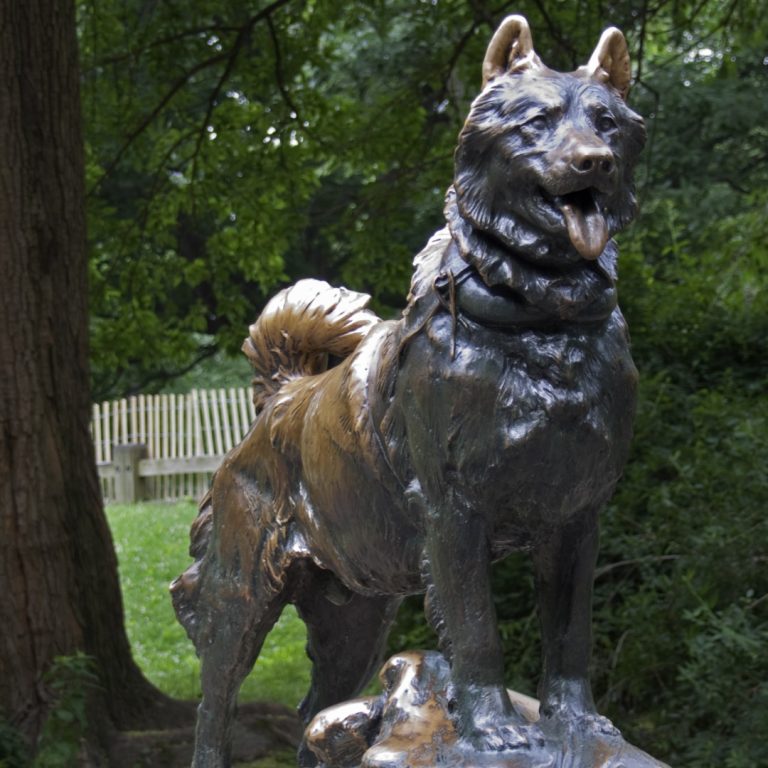 A statue of Balto, the heroic lead dog on the Iditarod Trail, used to transport diphtheria serum, was erected in New York’s Central Park