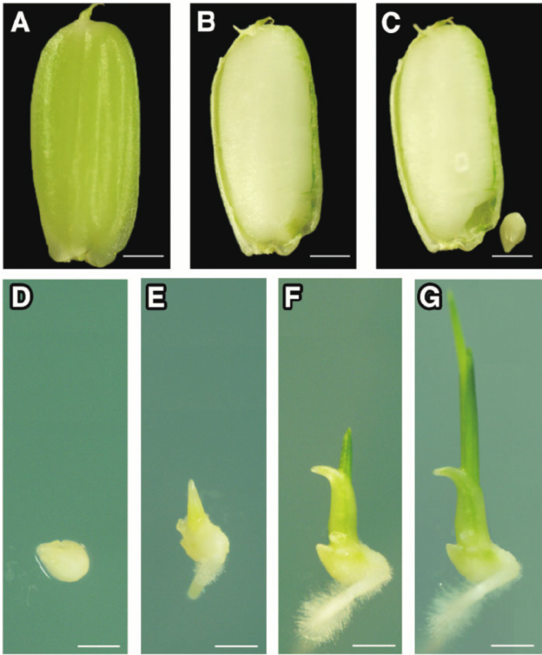 Embryo rescue was first used to obtain hybrids from wide crosses in crop plants known today as hybridization