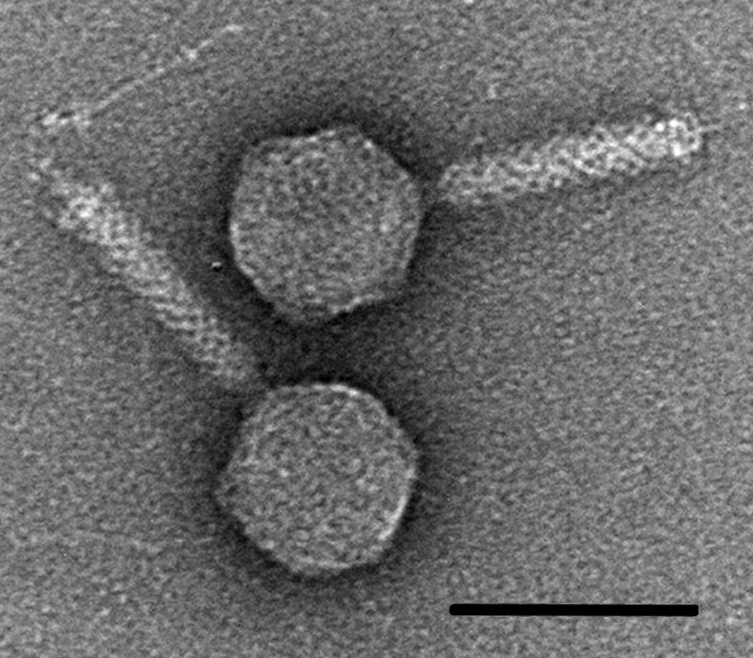 The electron microscope was used to characterize a bacteriophage virus that infects bacteria