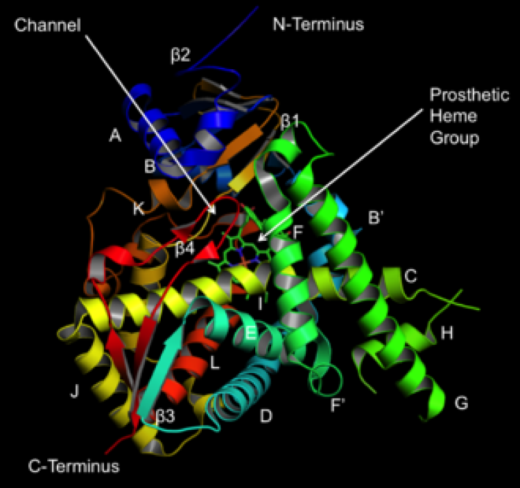 The first paper on ‘cytochrome P450’ (P450) was published