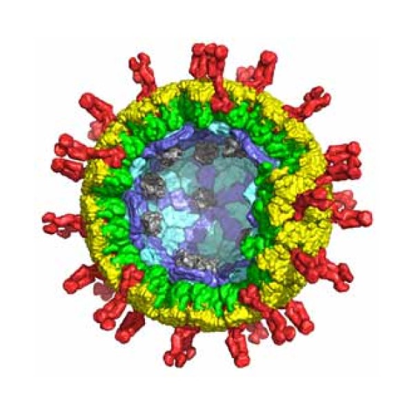 Virus particle structure was determined