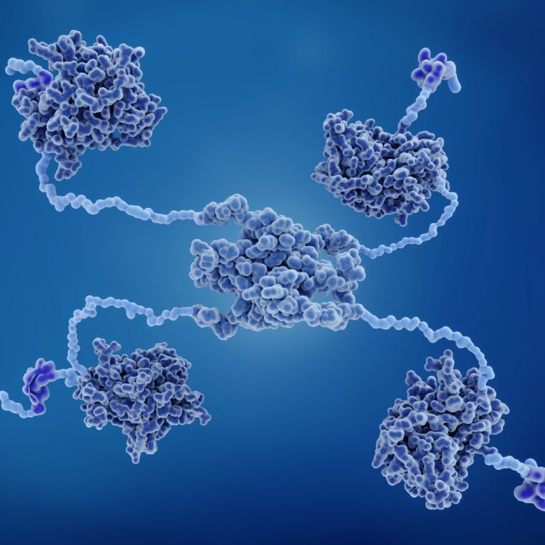 The most mutated gene in human cancer, p53, a tumor suppressor gene, was identified