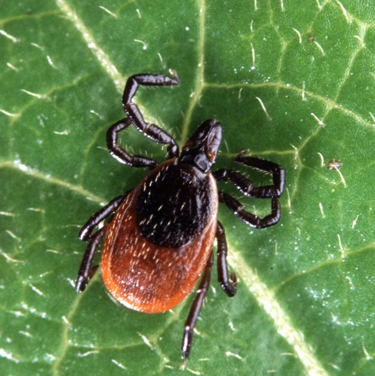 TGen study predicted changing Lyme disease habitat across the West Coast