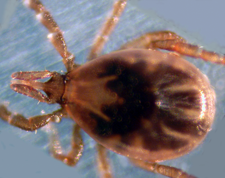 Lyme Disease Vaccine (Recombinant OspA) was licensed