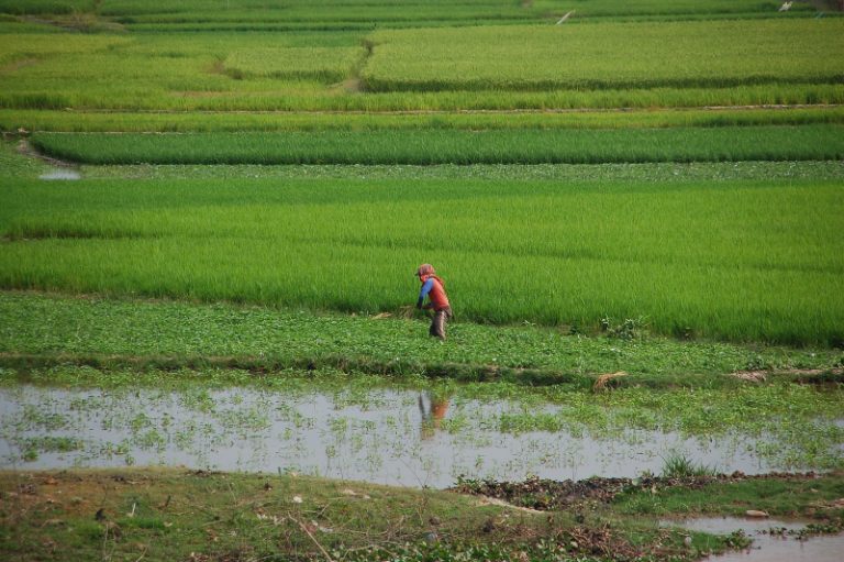 Kampuchea (formerly Cambodia) replanted war destroyed rice germplasm with IRRI samples collected in 1973