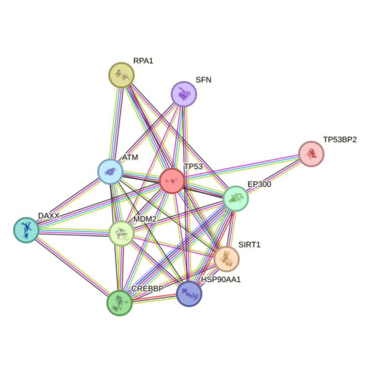 The TP53 gene from the mouse was first cloned by Peter Chumakov of the Russian Academy of Sciences