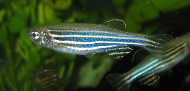 George Streisinger at the University of Oregon cloned the first vertebrate — a zebrafish