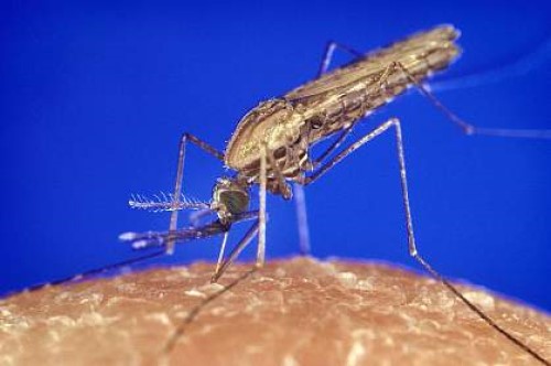 Georgia certified malaria-free by WHO