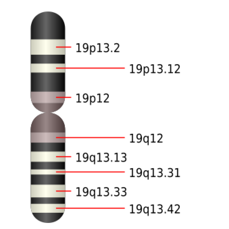 Lawrence Livermore biomedical researchers began studying human chromosome 19