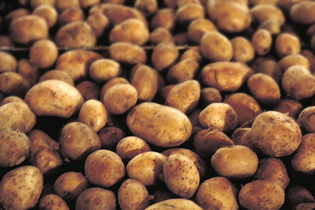 University of California, Berkeley plant pathologist planted potato tubers treated with the ice-minus bacterium