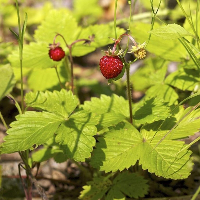 Advanced Genetic Sciences announced Frostban bacteria successfully protected strawberries from below-freezing temperatures