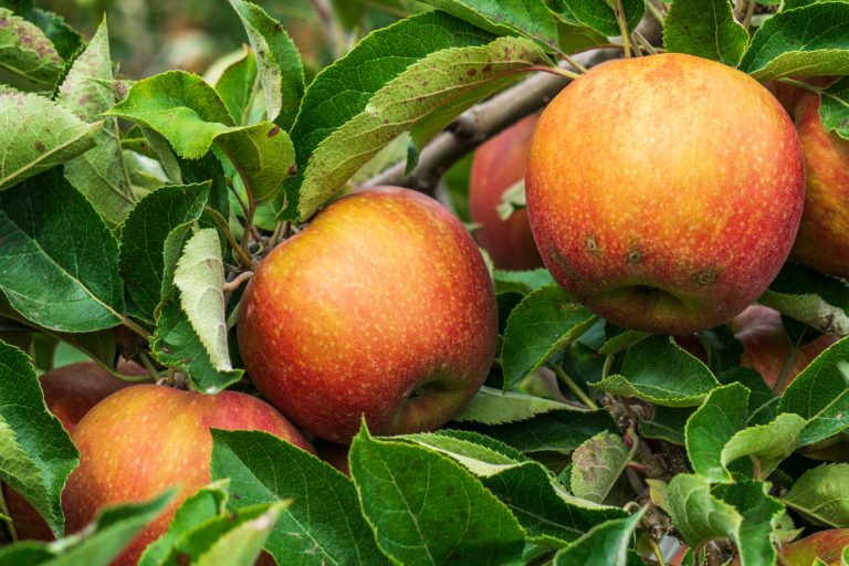 Honeycrisp apple cultivar developed at the Minnesota Ag Experiment Station