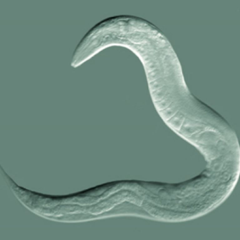 UCSF discovered genes that double lifespan of C. elegans, linked to longevity in other species