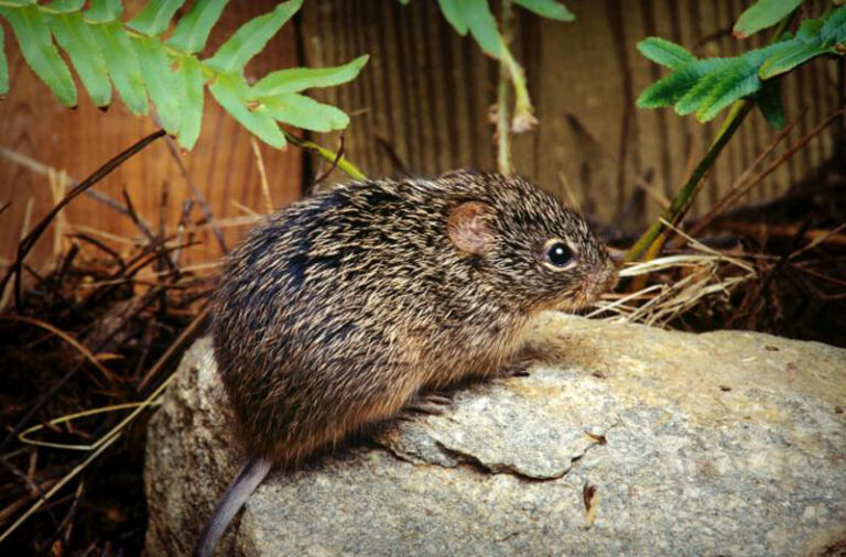 The CDC responded to a Hantavirus outbreak in the southwestern U.S.