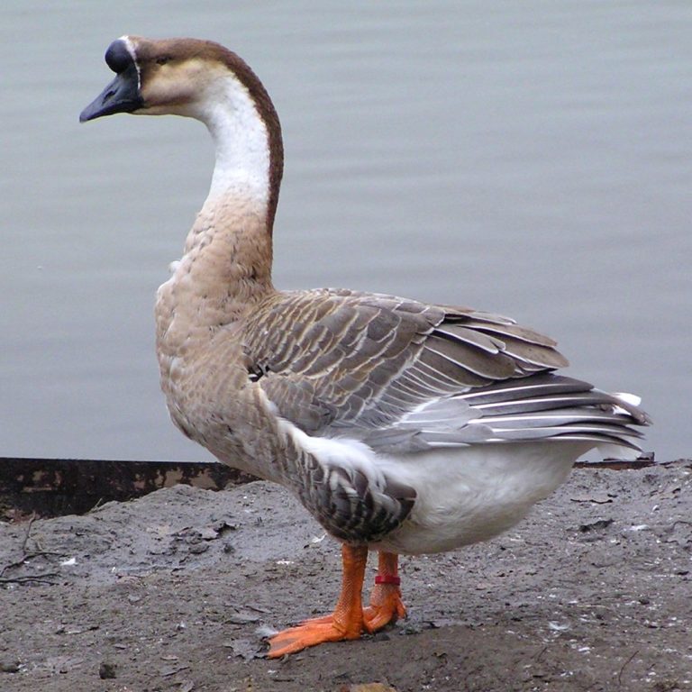 Avian influenza H5N1 virus was first isolated from a farmed goose in China