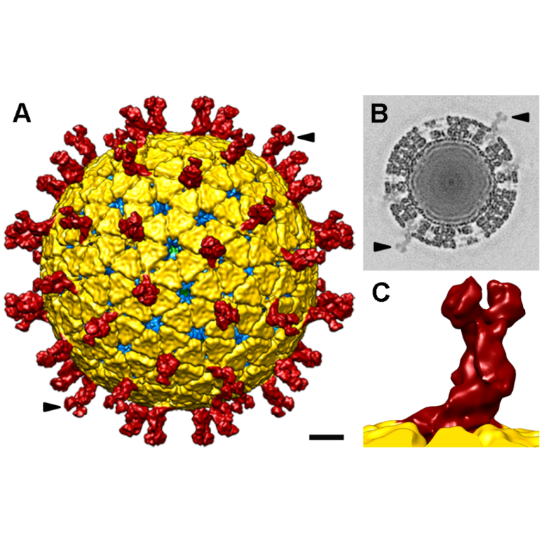 Dr. Patrick Lee developed a reovirus that can infect and kill cancer cells without harming healthy cells