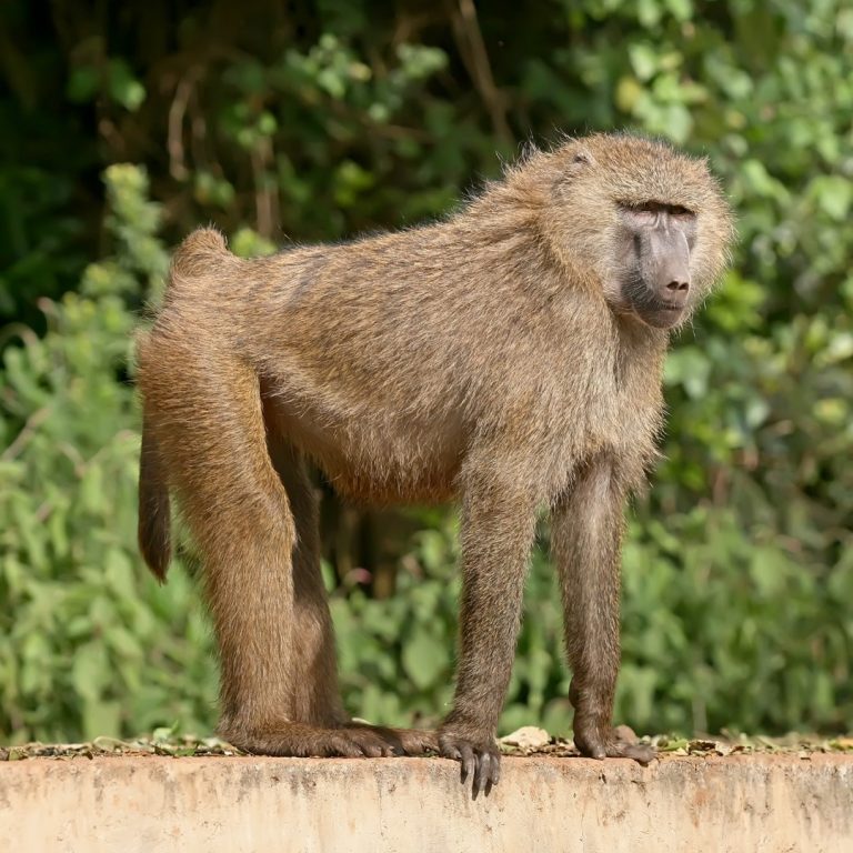 Texas Biomed researchers published the baboon gene map, the first genetic linkage of a nonhuman primate