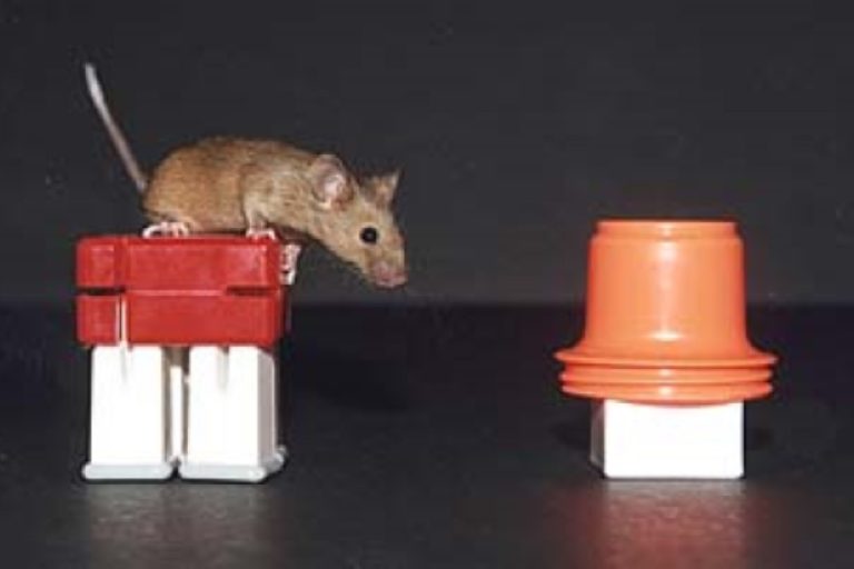 Scientists Create Smart Mouse