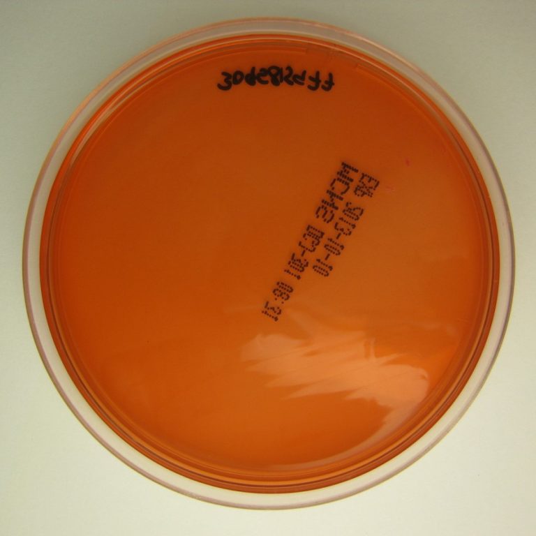 University of Minnesota research team completed sequencing the bacterium Pasteurella multocida genome