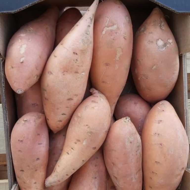 Kenya field-tested its first biotechnology crop, a virus-resistant sweet potato