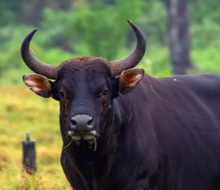 The banteng, an endangered species, was cloned for the first time