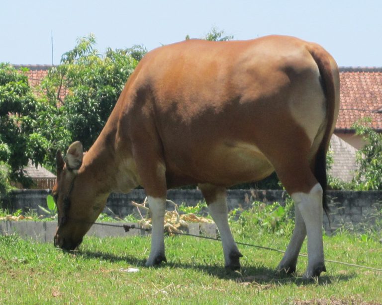 The banteng, an endangered species, was cloned for the second time