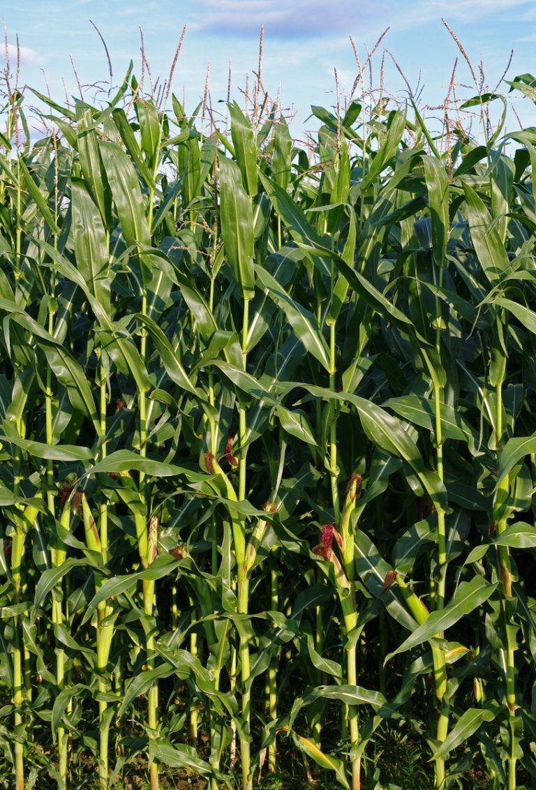 The EPA approved the first transgenic rootworm-resistant corn