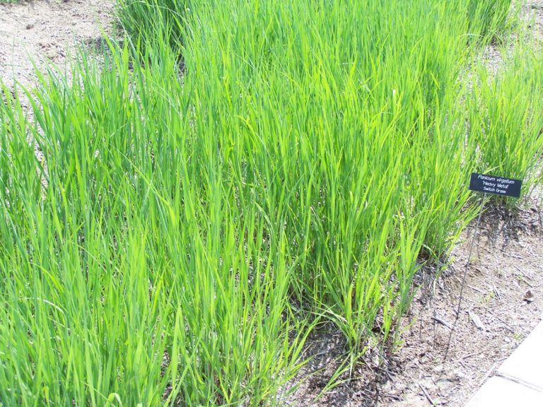 USDA Agricultural Research Service announced genetic map of switchgrass