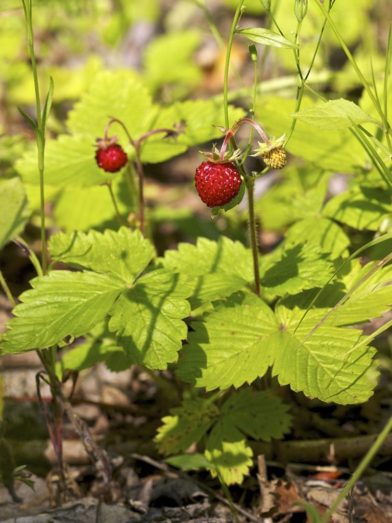 The genome of the Woodland strawberry was sequenced