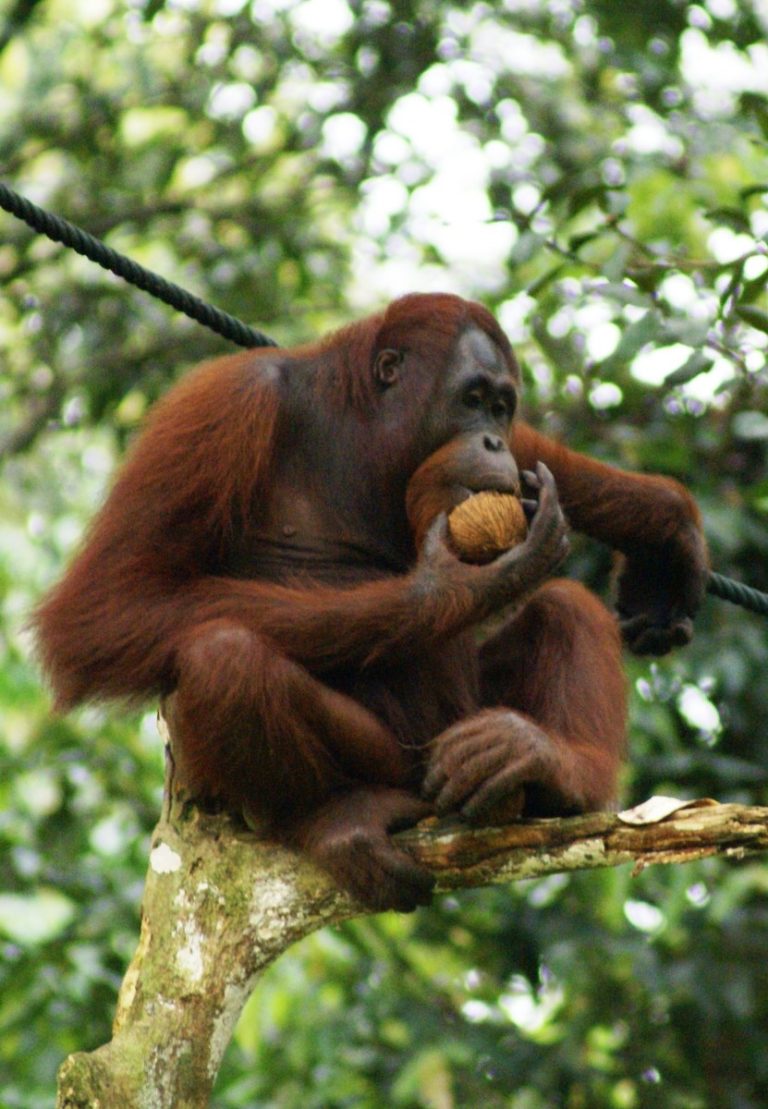 The genome of the Orangutan was sequenced