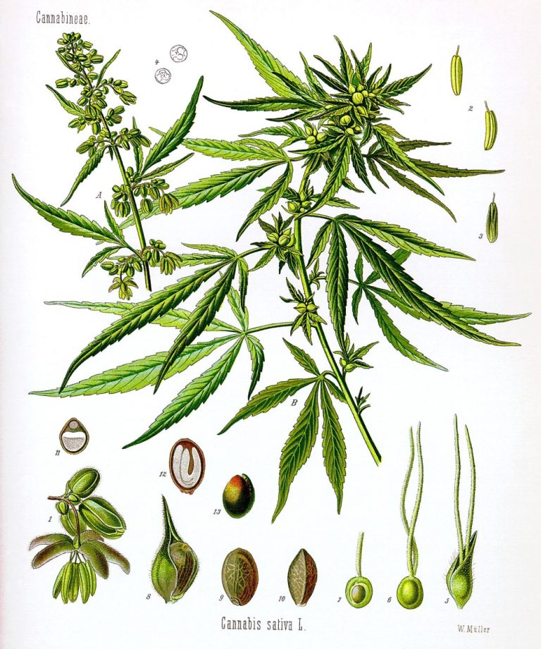 draft genome and transcriptome of Cannabis sativa published