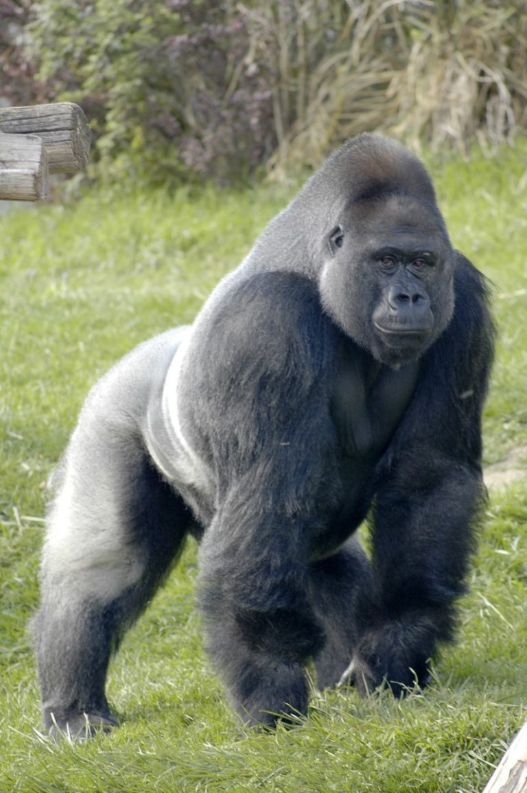 Draft sequence of the gorilla genome was published