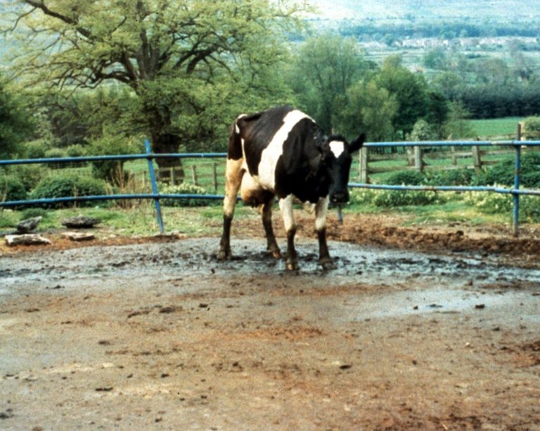 The USDA confirmed detection of Bovine Spongiform Encephalopathy (BSE) in California