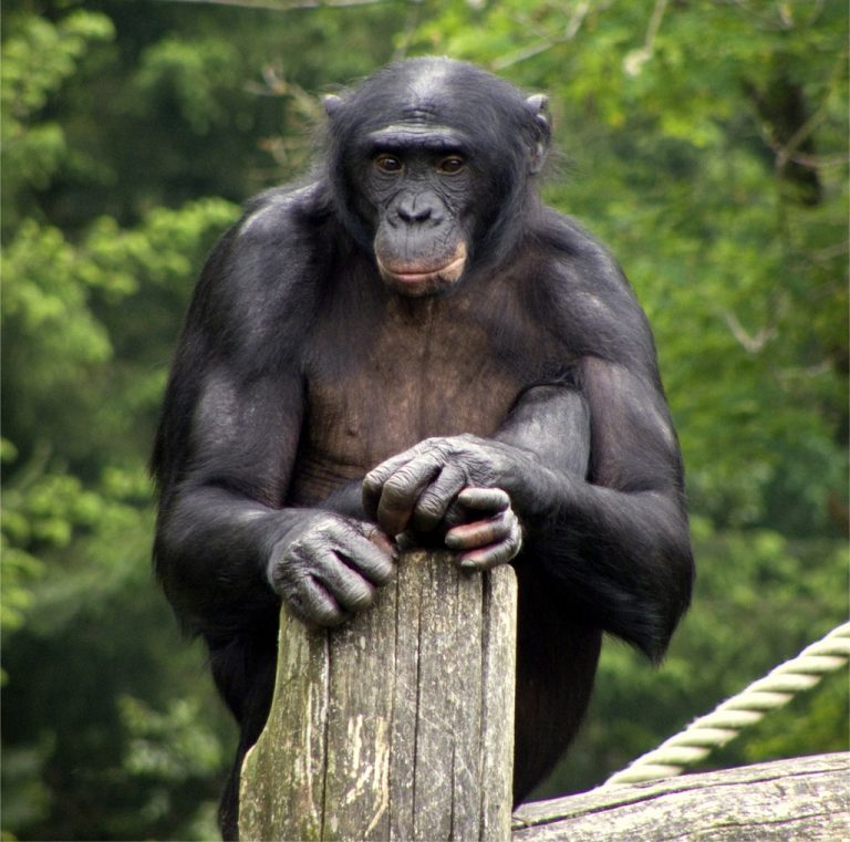 Scientists decoded genome of bonobo