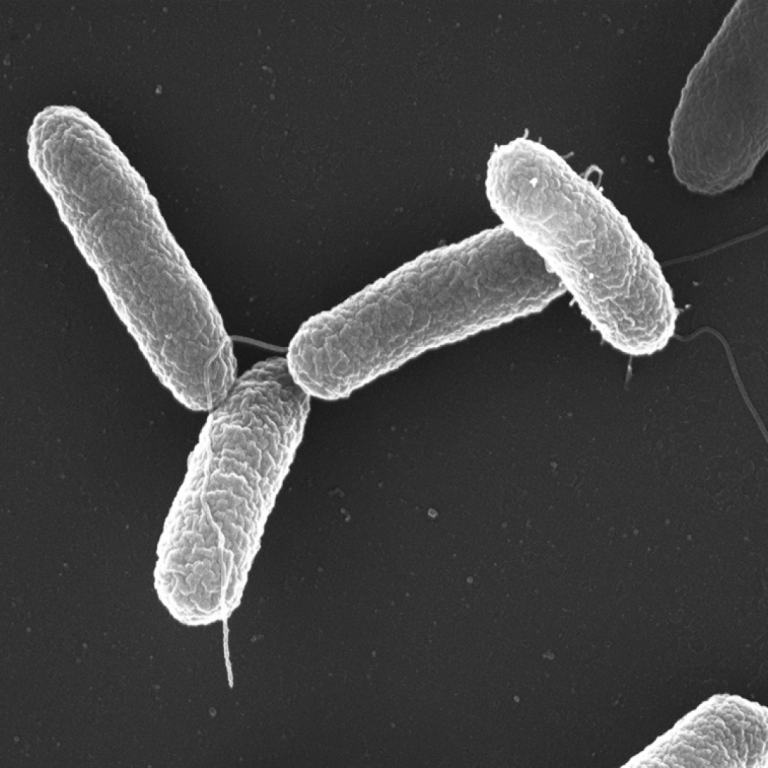 The CDC detected and investigated large salmonella and E Coli outbreaks across multiples states