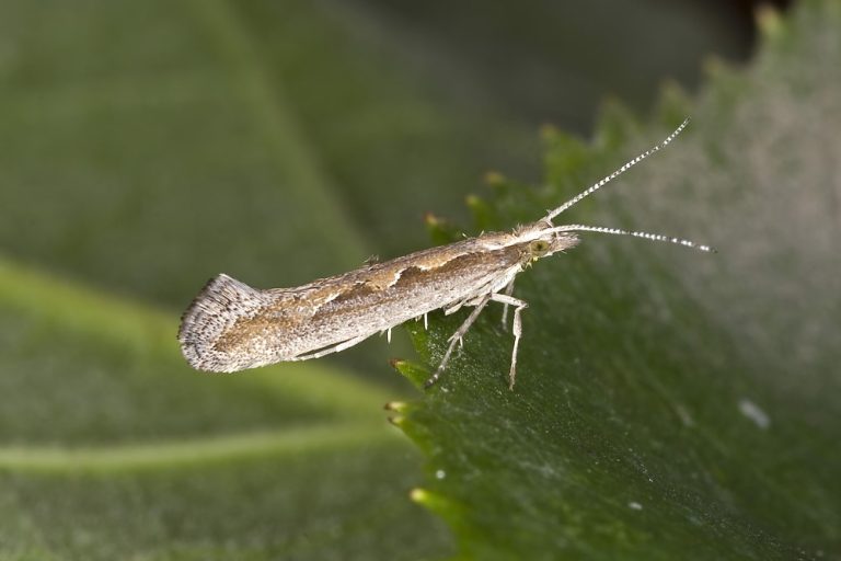 Genome sequence of diamondback moth completed