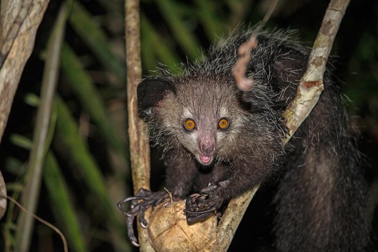 Endangered Lemurs’ genomes sequenced