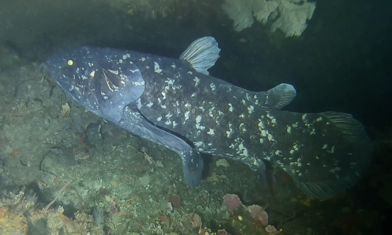 Genome of the coelacanth sequenced