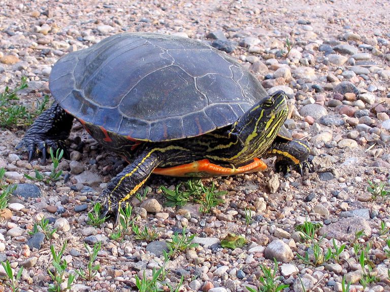 Genome of the western painted turtle sequenced