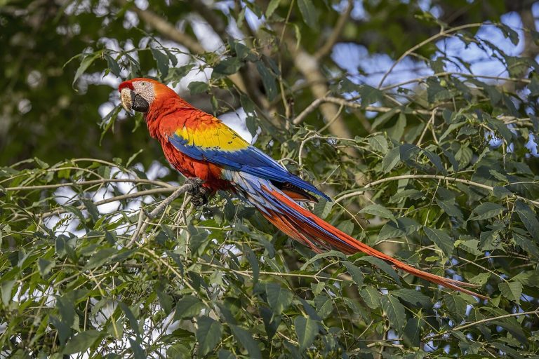 Genome of the macaw sequenced