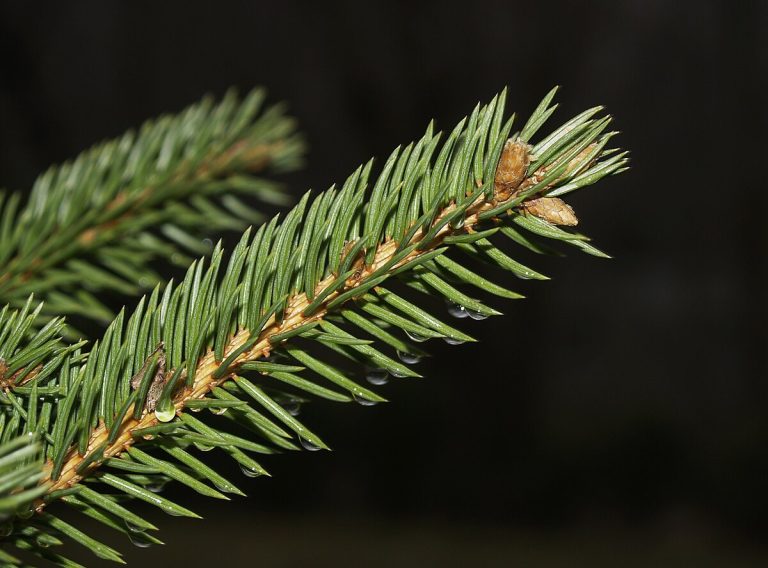 Mega genomes of spruce species decoded